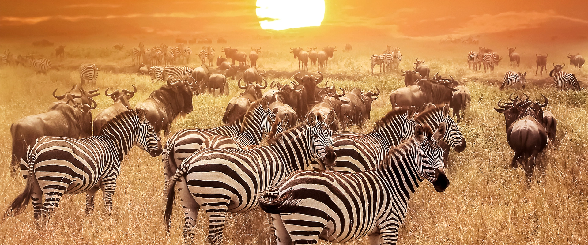 grande migration tanzanie serengeti