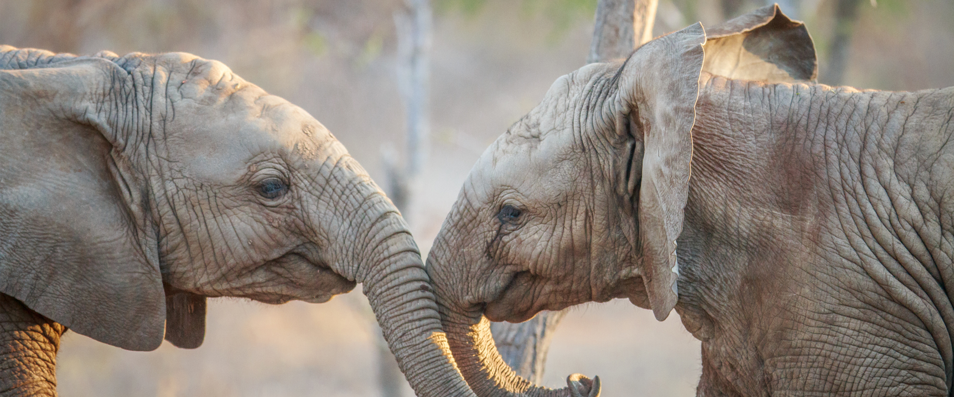Afrique du Sud Parc Kruger Elephant