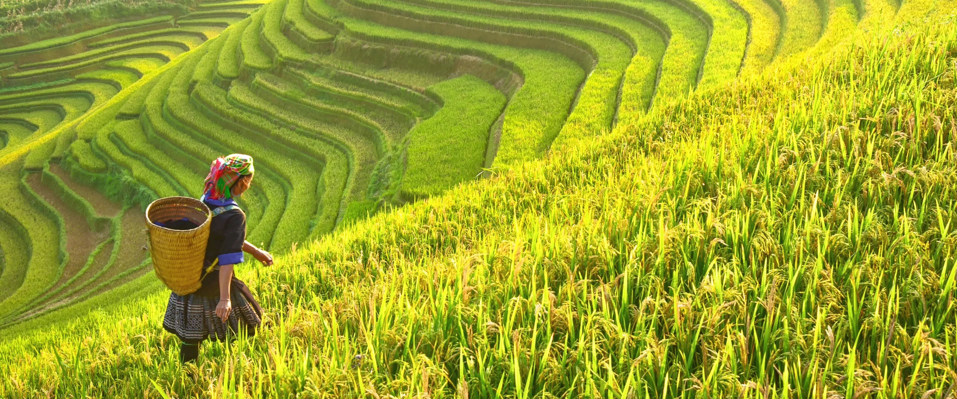 circuit vietnam 15 jours riziere agriculture