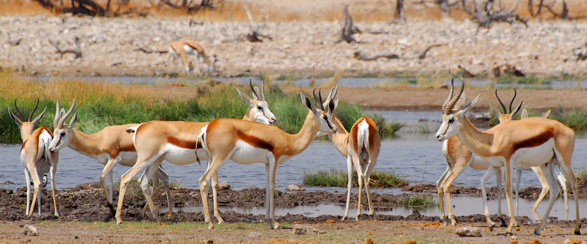 guide local francophone Namibie parc etosha antilopes