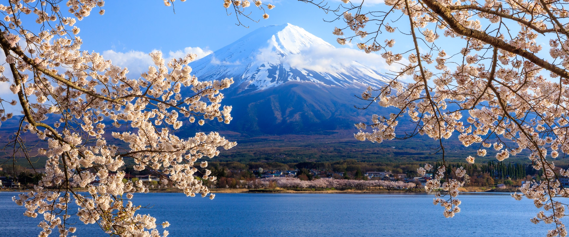 incontournables japon mont fuji fleurs de cerisier