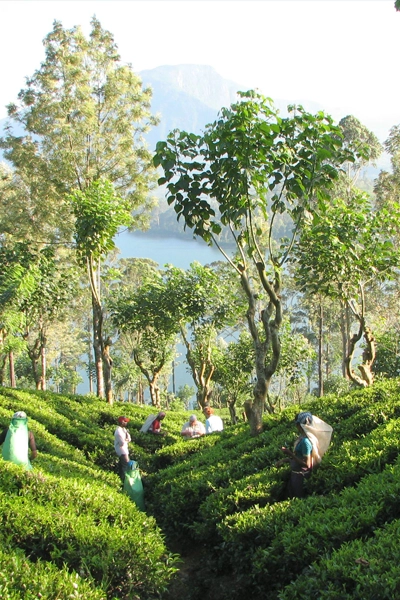 voyage organise sri lanka tea plantation