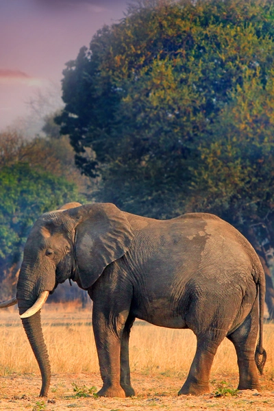 zambie chutes victoria elephant parc kafue