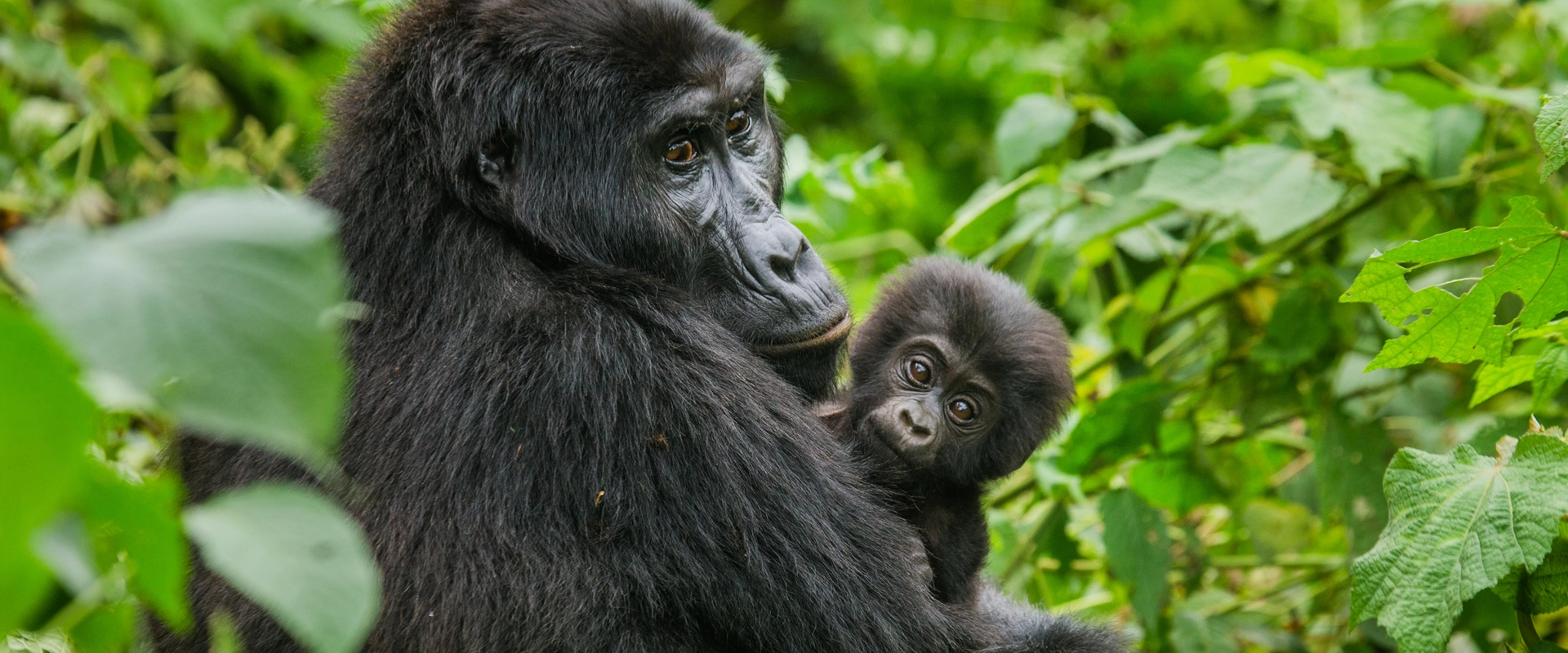 voyage ouganda en petit groupe gorille