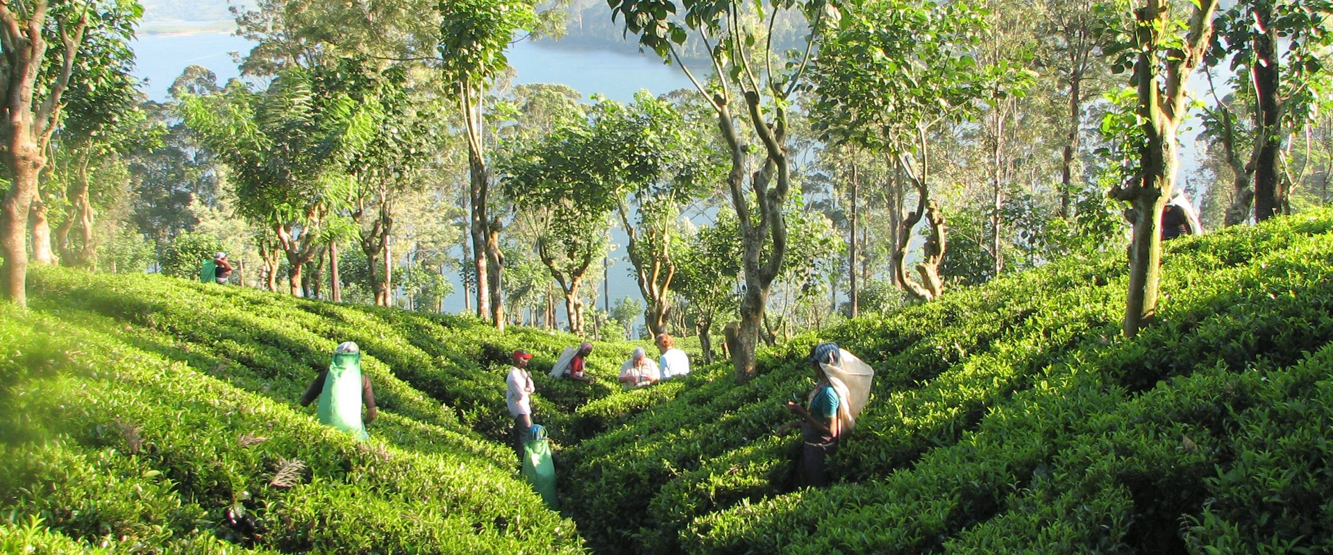 voyage organise sri lanka tea plantation