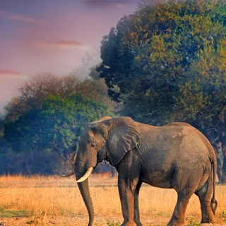 zambie chutes victoria elephant parc kafue
