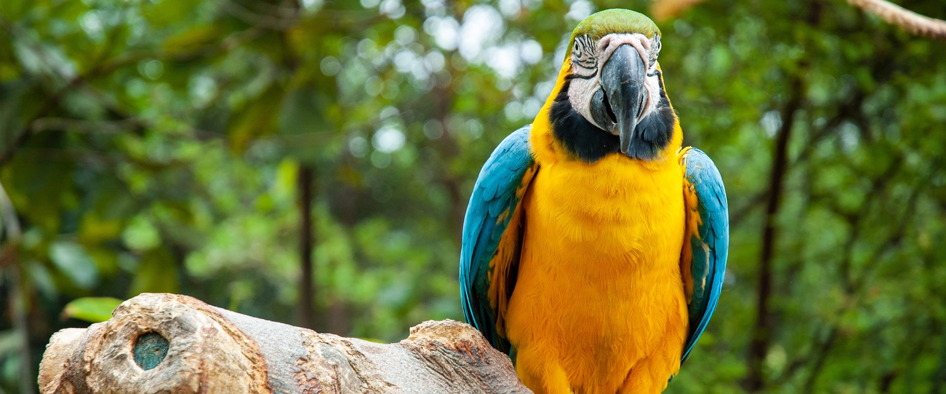 voyage organise equateur perroquet amazonie