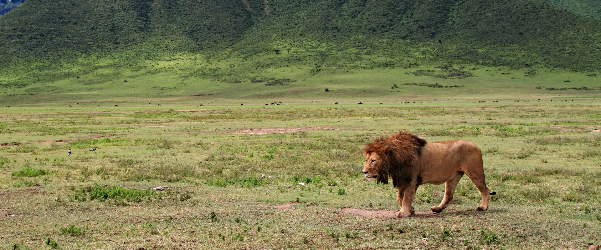 circuit safari tanzanie lion au cratere Ngorongoro