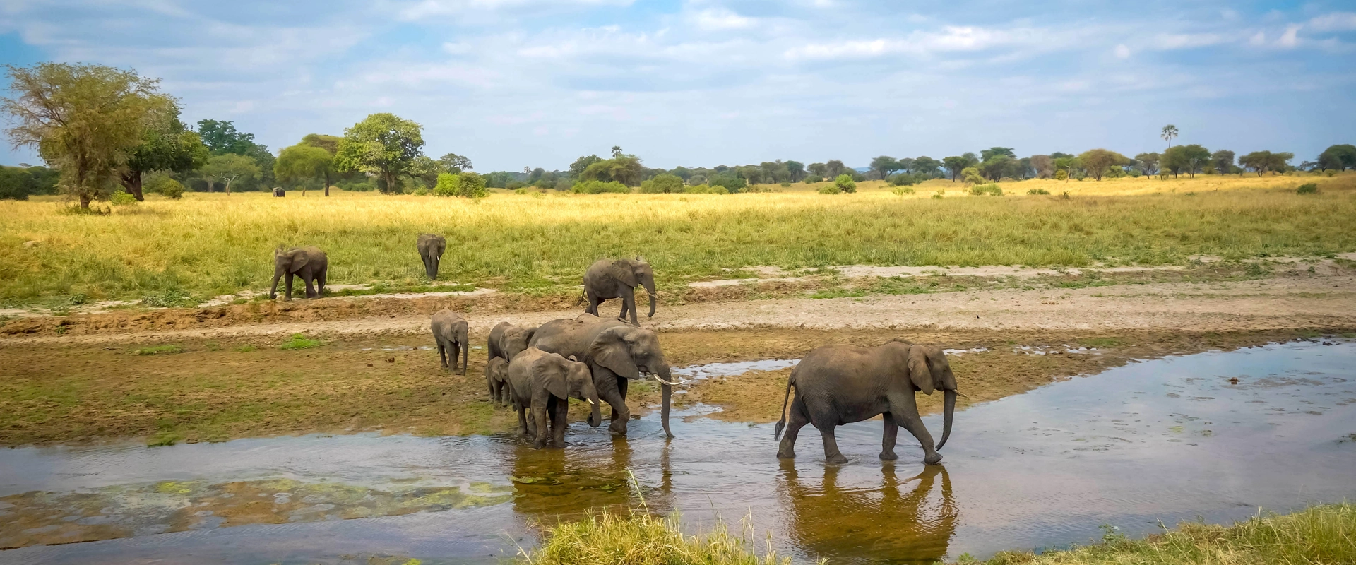 grande migration Tanzanie elephant parc national de Tarangire