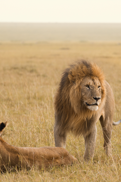 guide francophone kenya Masai Mara lions