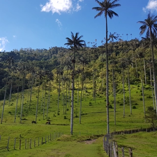 3 semaines en colombie cocora palmiers a cire