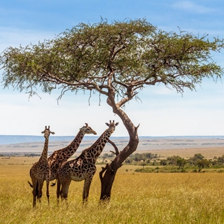 Circuit Botswana girafe
