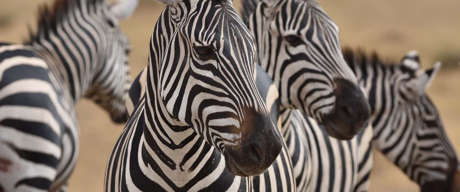 safari luxe tanzanie zebre