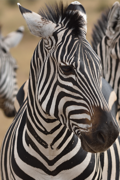 safari luxe tanzanie serengeti zebre