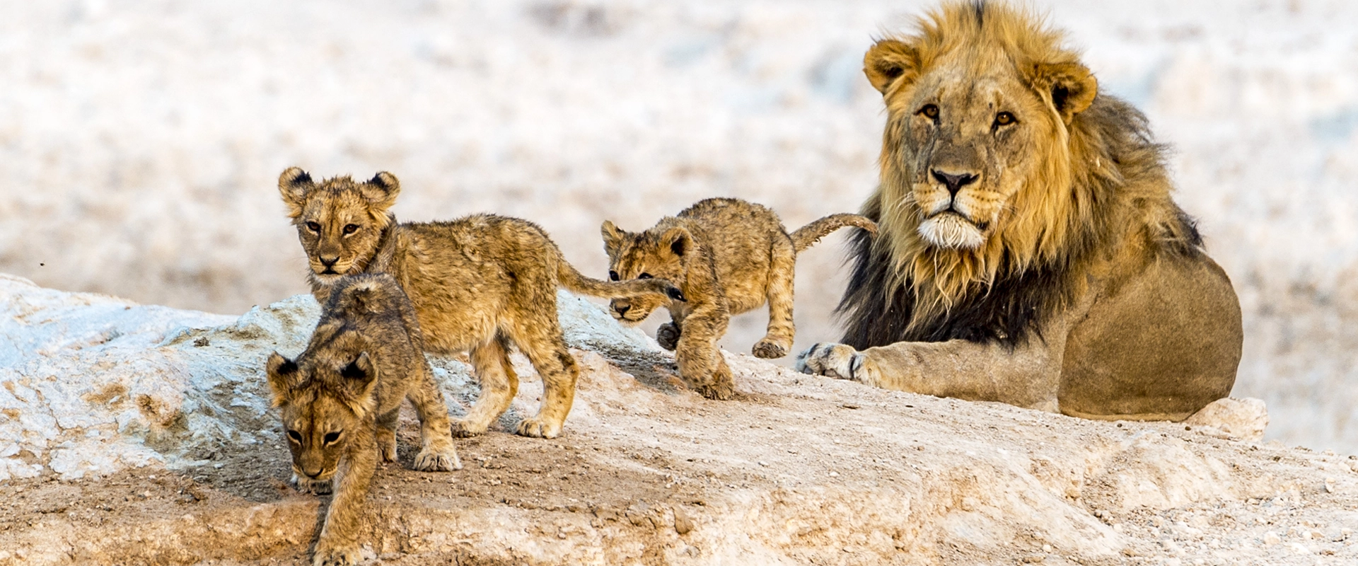 Séjour Namibie lions parc national etosha