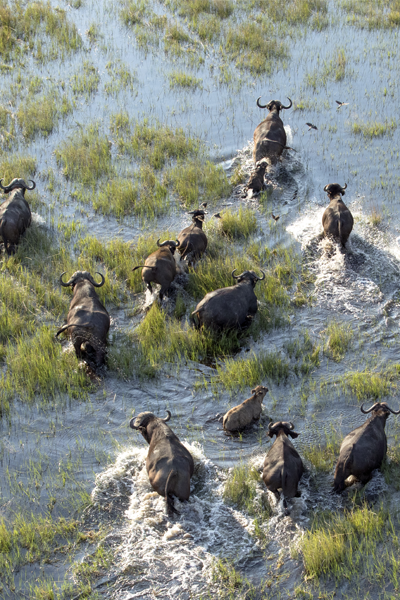 sejour namibie bisons safari