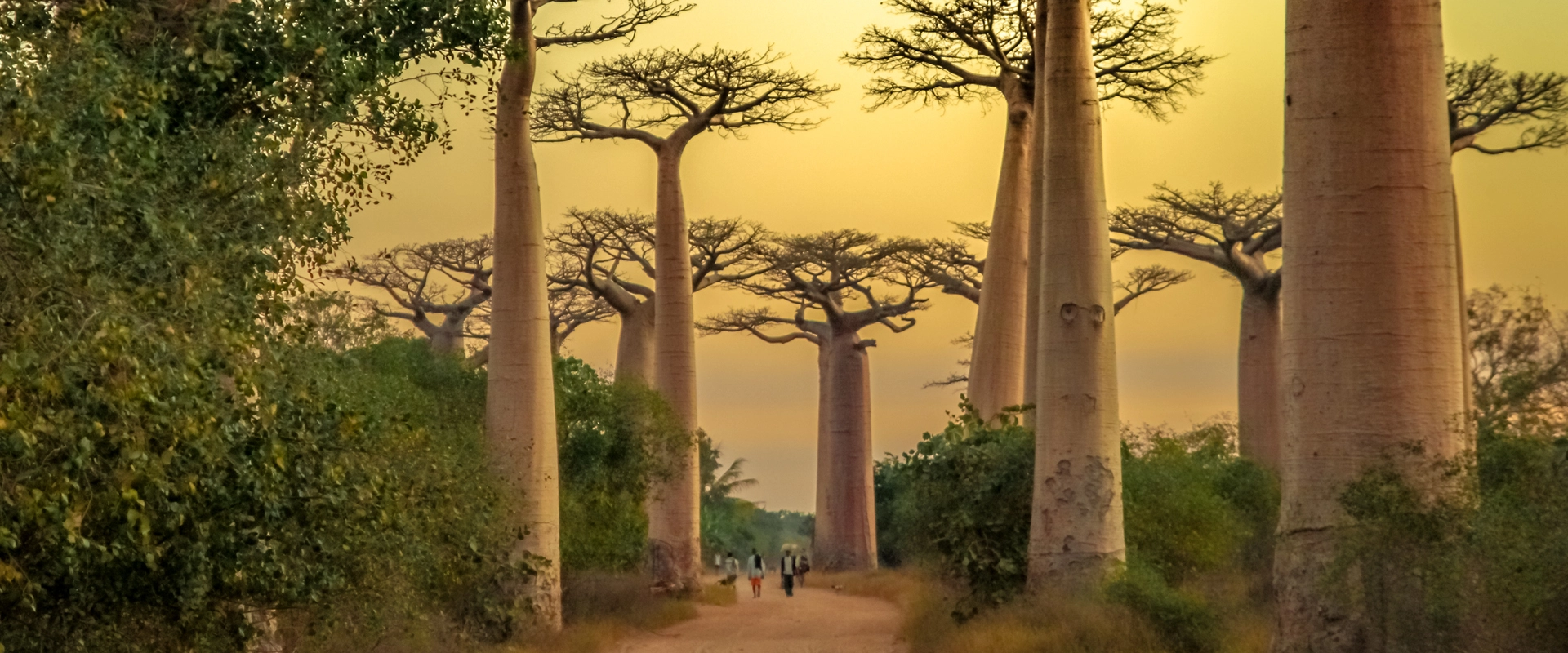 2 semaines madagascar baobab