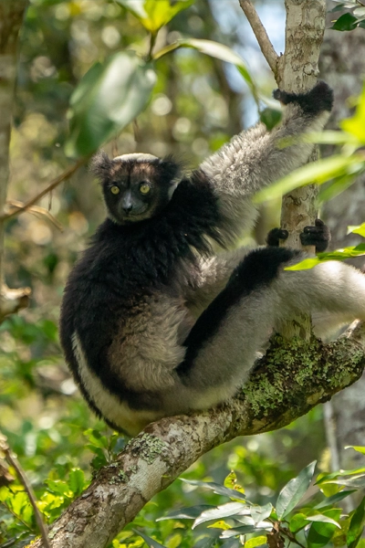 canal des pangalanes lemurien indri