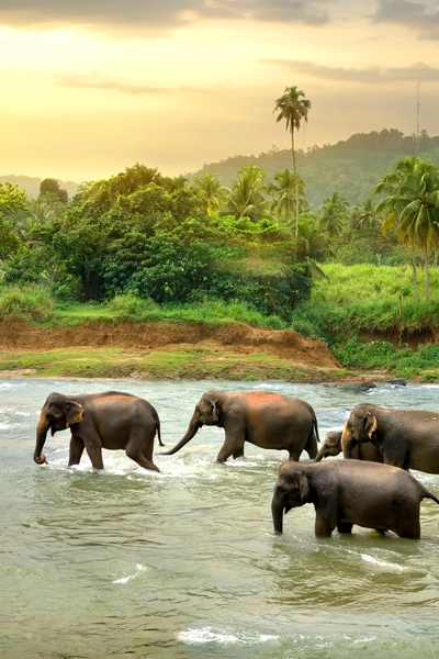 sri lanka maldives elephants fleuve
