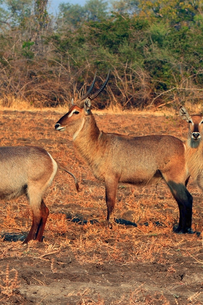 zambie parc luangwa antilope