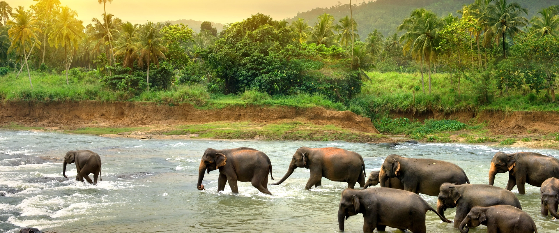 sri lanka maldives elephants fleuve