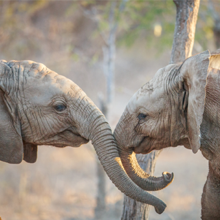 éléphants afrique du sud parc kruger