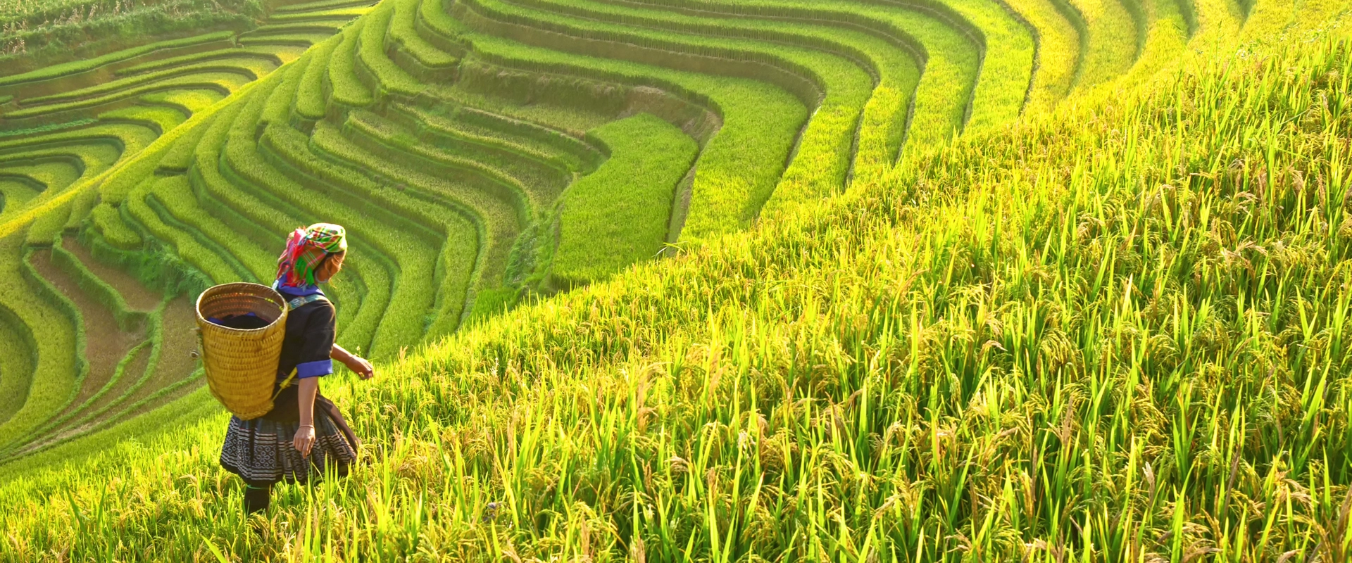 voyage luxe vietnam mu cang chai riziere agriculture