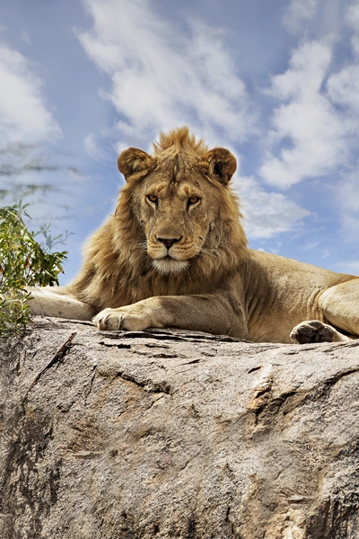 Voyage organisé Tanzanie lions Serengeti