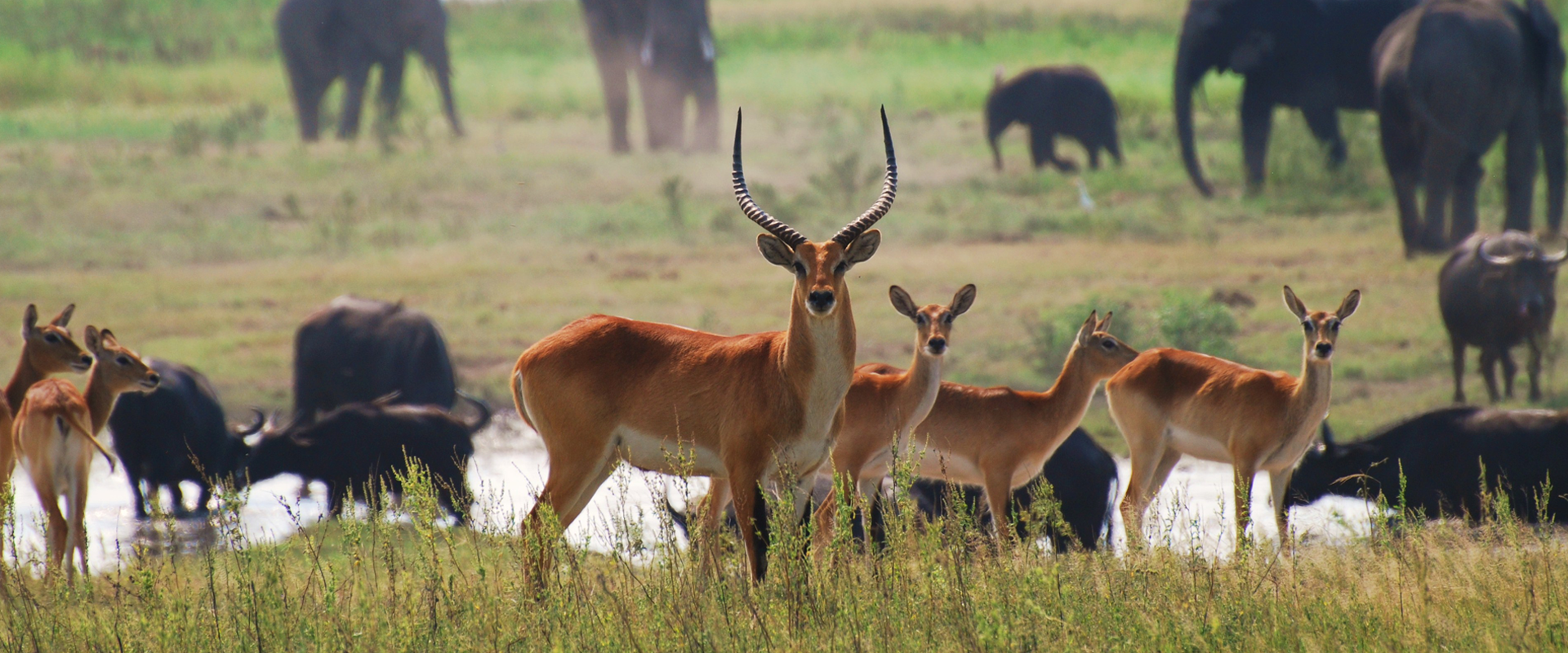 safari okavango