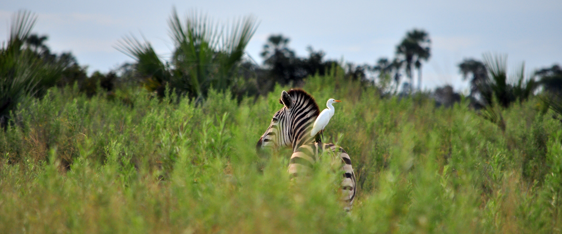 Safari okavango reserve moremi