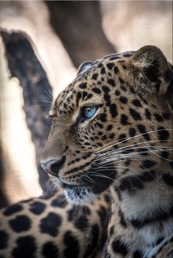 safari botswana