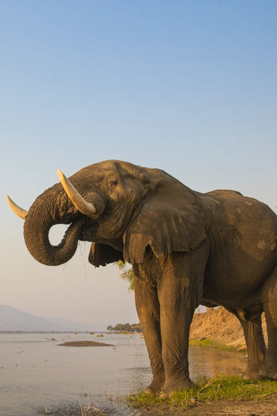 botswana lodge elephant