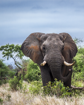 pourquoi partir mozambique safari elephant