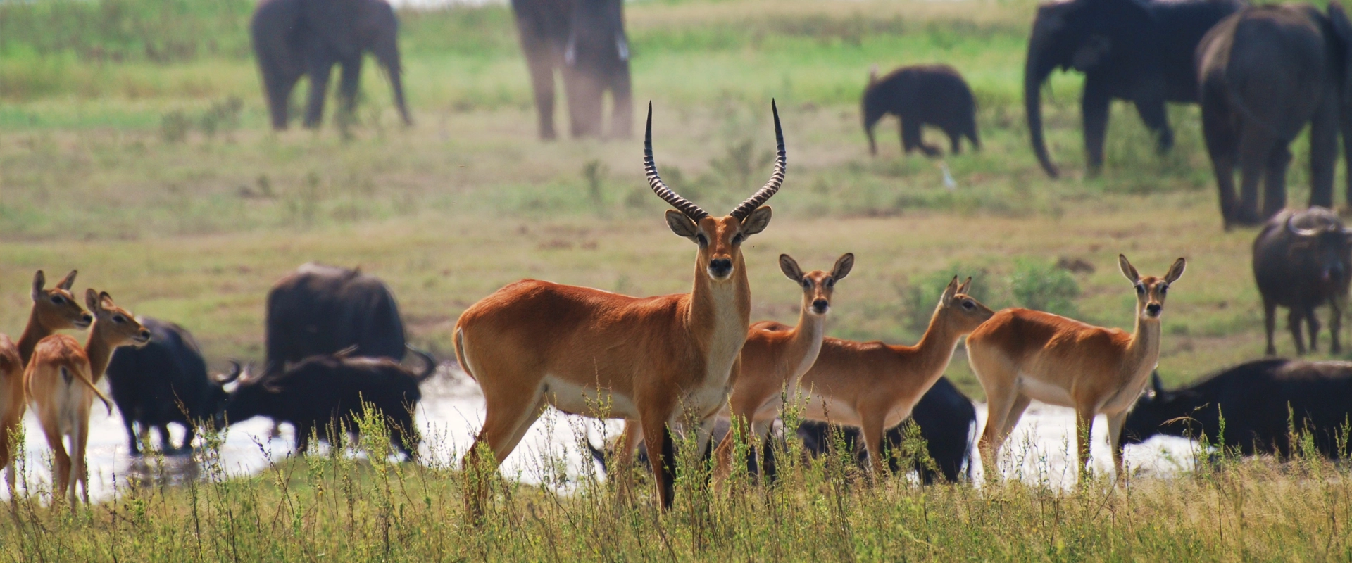 Botswana Voyage Antilope