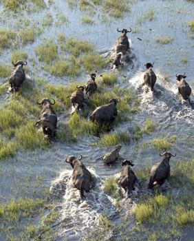 Voyage Botswana Bisons
