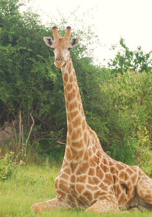 Voyage Botswana Giraffe