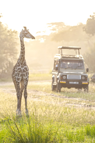 Guide francophone Afrique du Sud girafe