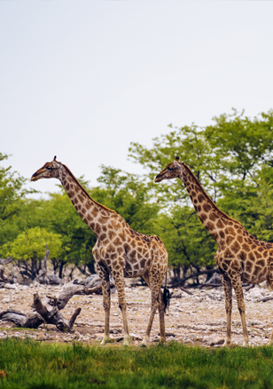pourquoi voyager namibie etosha giraphe