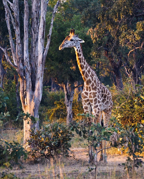 pourquoi voyager zambie girafe