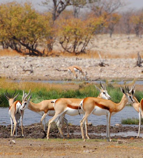 Voyage Namibie Etosha Antilopes