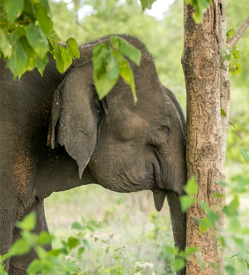 voyage sri lanka elephant contre un arbre