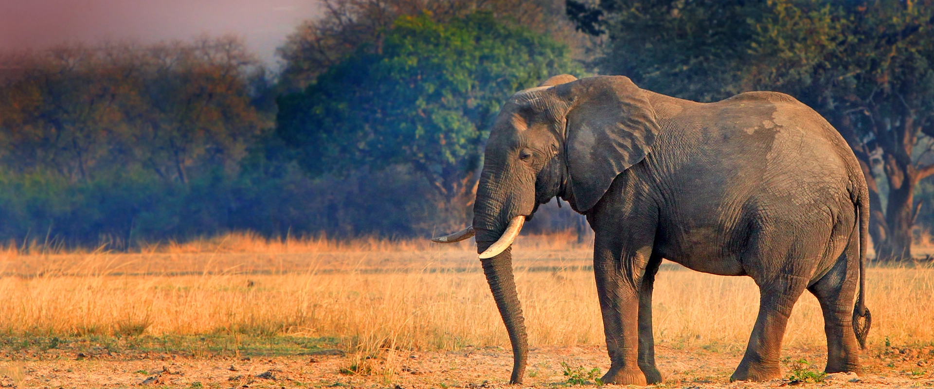voyage zambie parc kafue elephant