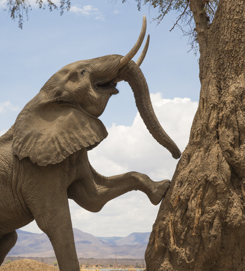 voyage zimbabwe elephant