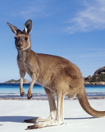 12 apotres australie kangourou