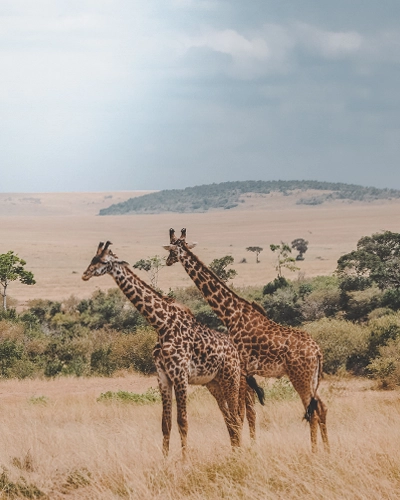 masai mara kenya girafes