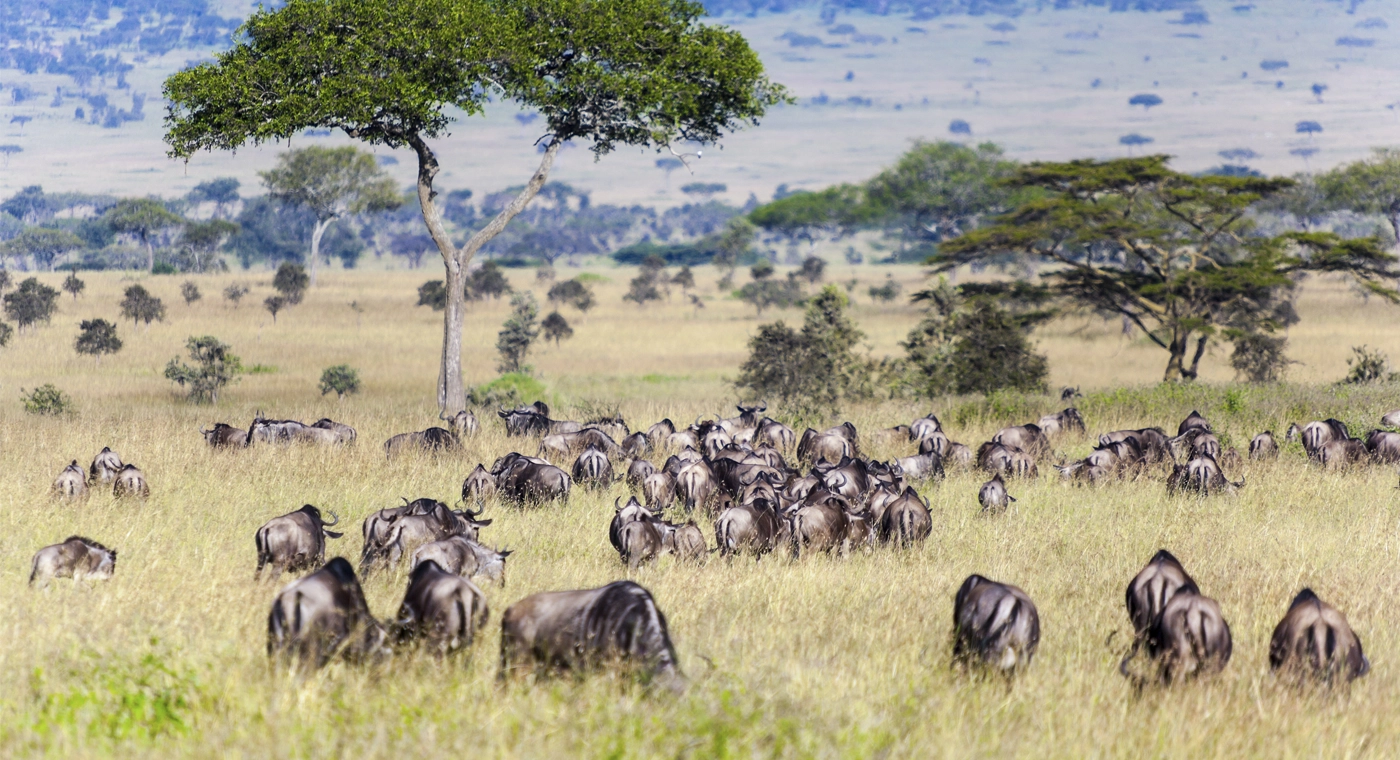 migration animaux afrique
