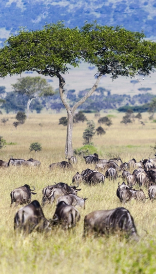 afrique migration animaux