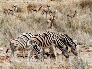 safari Namibie etosha