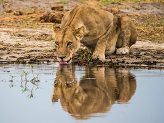 safari botswana lions
