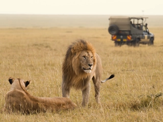 safari kenya masai mara lions